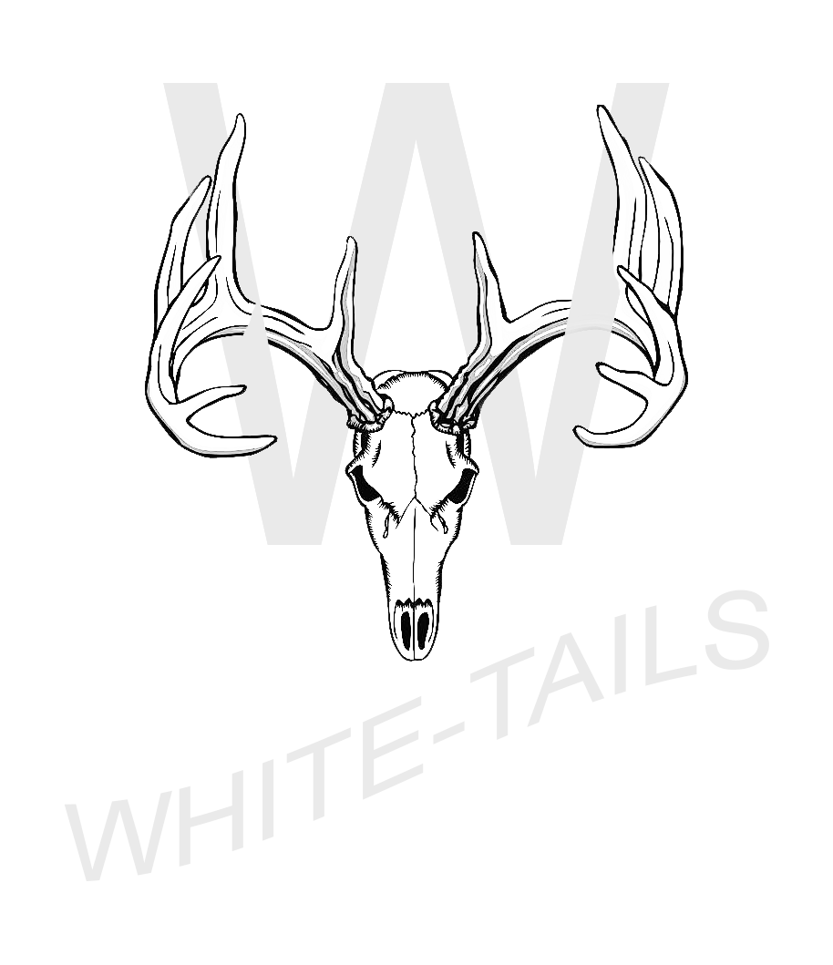 WHITE-TAILS